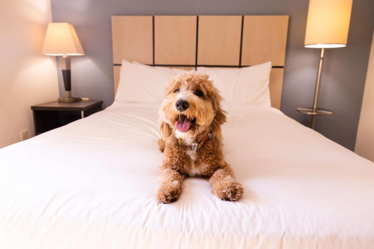 Sonesta Simply Suites Dallas Las Colinas Irving Dış mekan fotoğraf